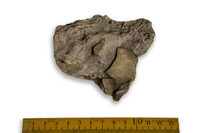 F 13050
<br/>
<br/>
<em></em>